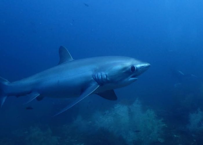 Dive with Shark in Malapascua