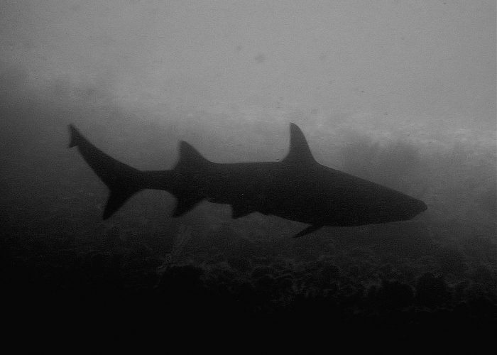 Shark at Gato Island