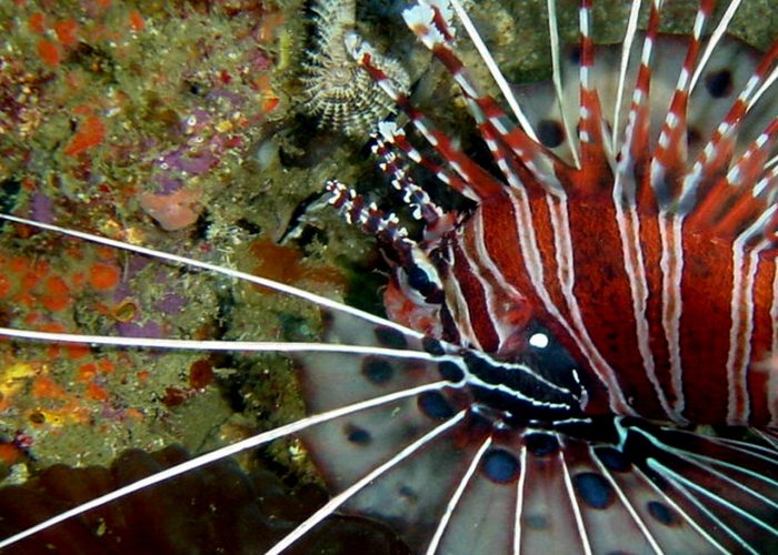 Lion Fish in Malapascua