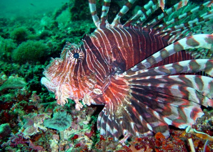 Monad at Divelink Cebu