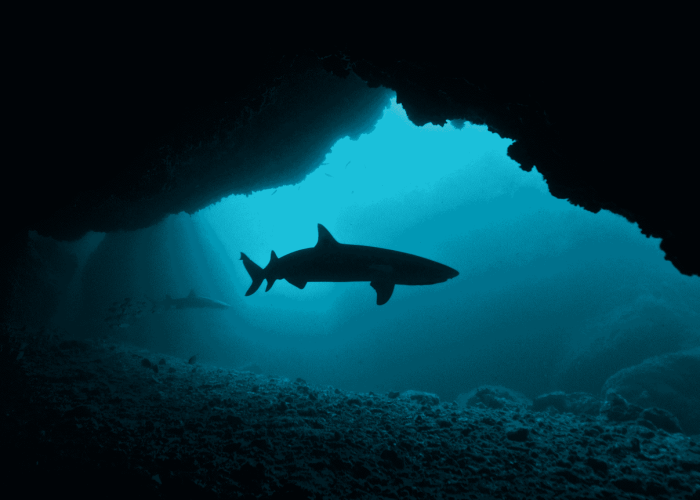 Thresher Shark - Malapascua Cebu