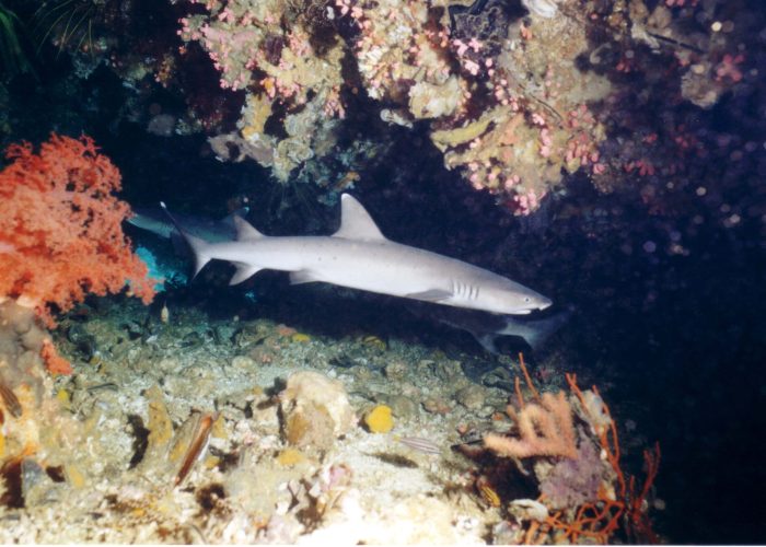 White Tip Shark in Malapascua