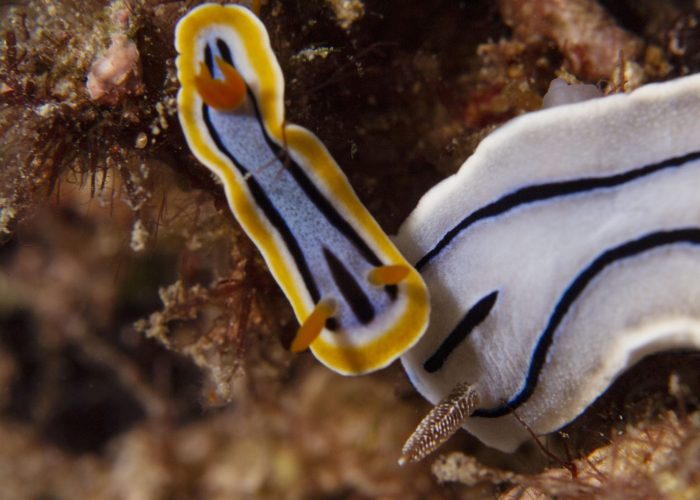 Nudibranchs