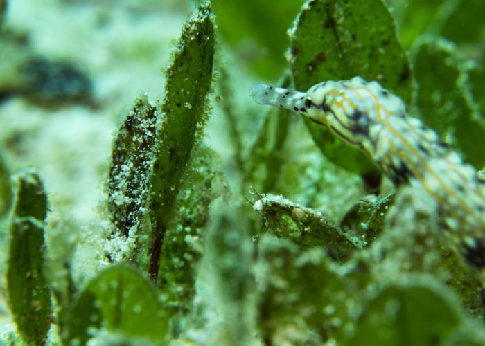 Pipefish in Malapascua Island